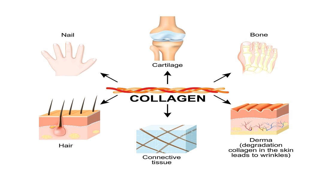 Chondrex Inc Collagen Specialists!!!!!!!!!