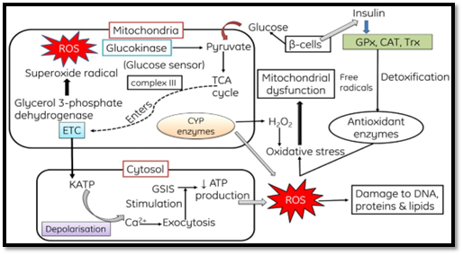 Understanding Oxidative Stress: Mechanisms and Implications