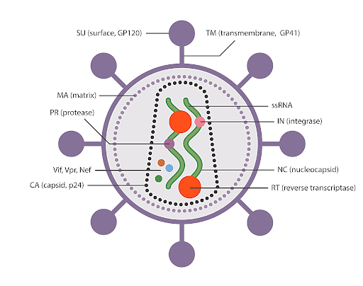 Lentivirus Biology: Insights, Innovations, and Applications