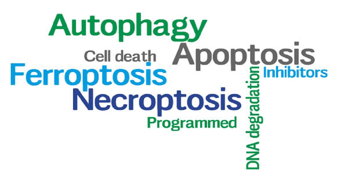 Necrosis vs Necroptosis vs Apoptosis An Overview of Our White Paper