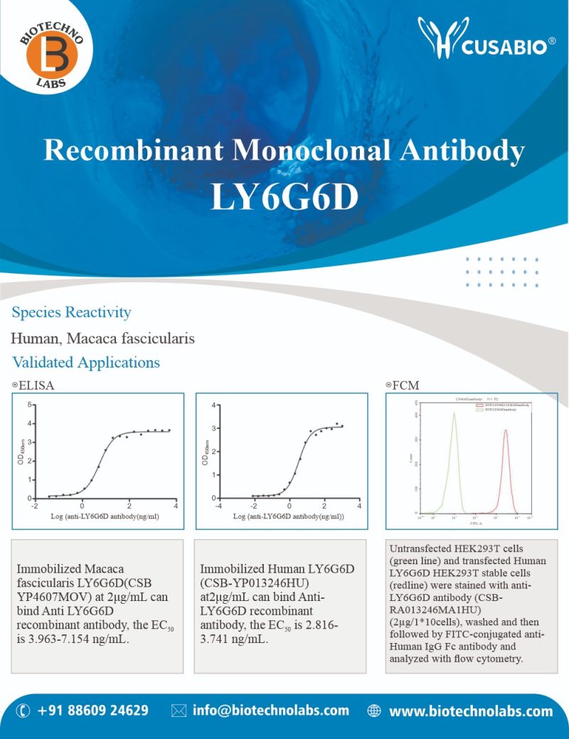 Recombinant Monoclonal Antibody LY6G6D