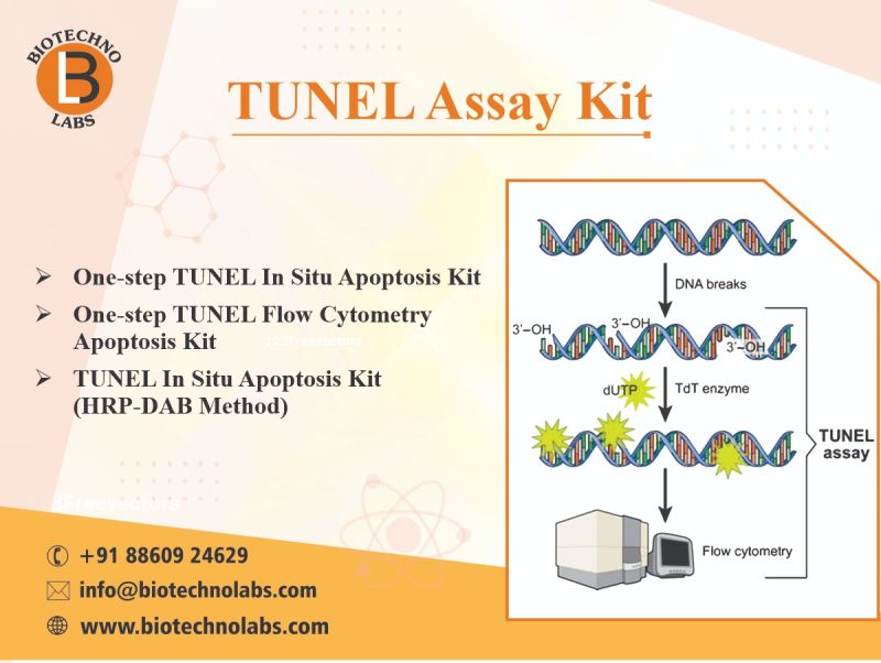 TUNEL Assay Kit