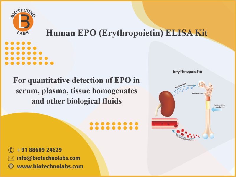 Human EPO (Erythropoietin)  ELISA Kit