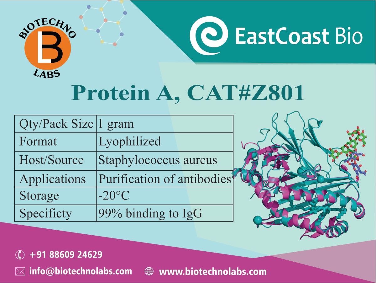 Protein A