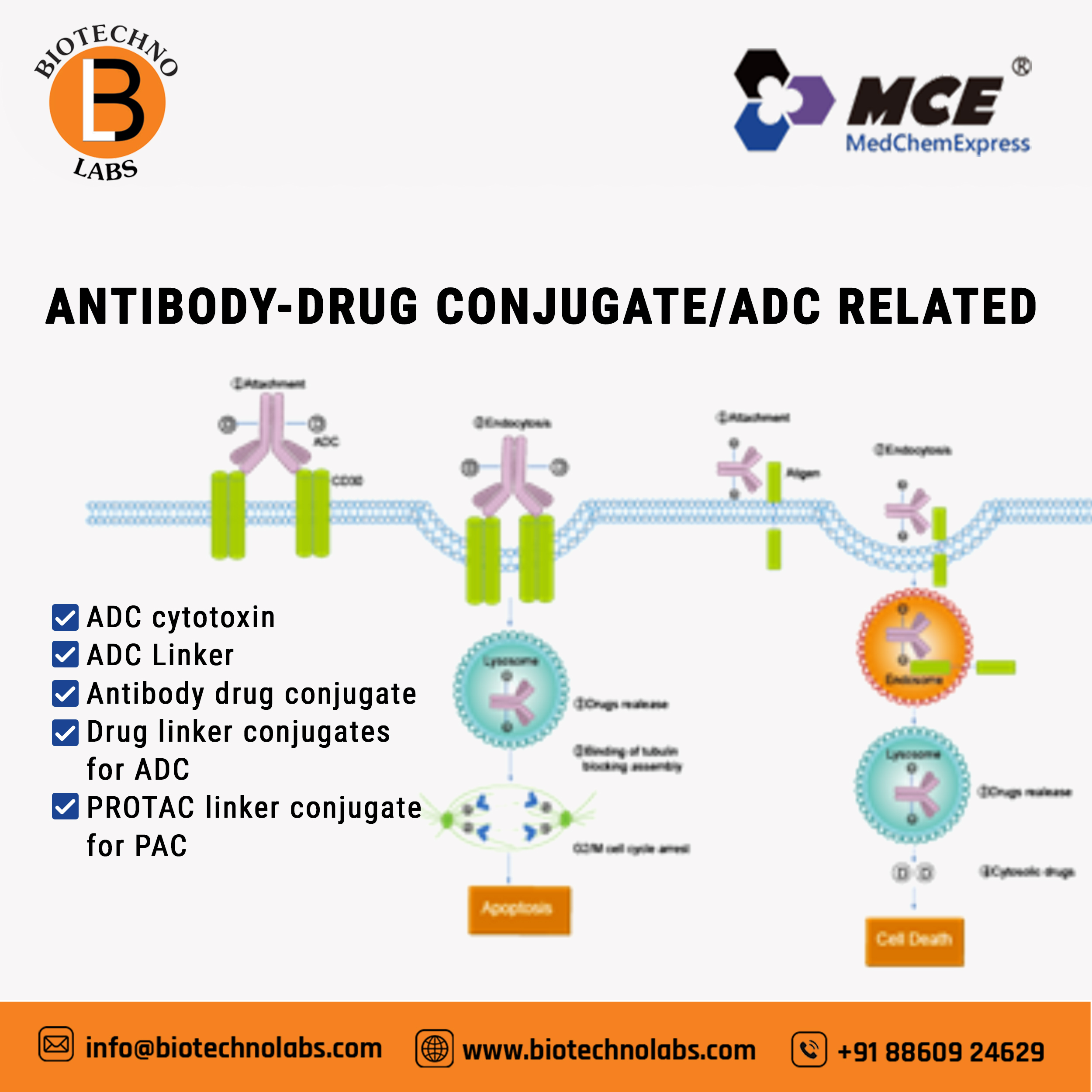 Antibody-drug Conjugate/ADC Related