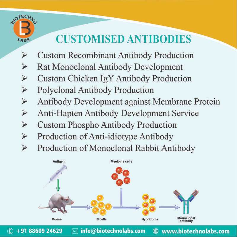 Customised Antibodies