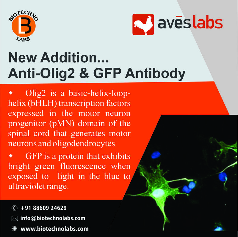 Anti-Olig2 & GFP Antibody