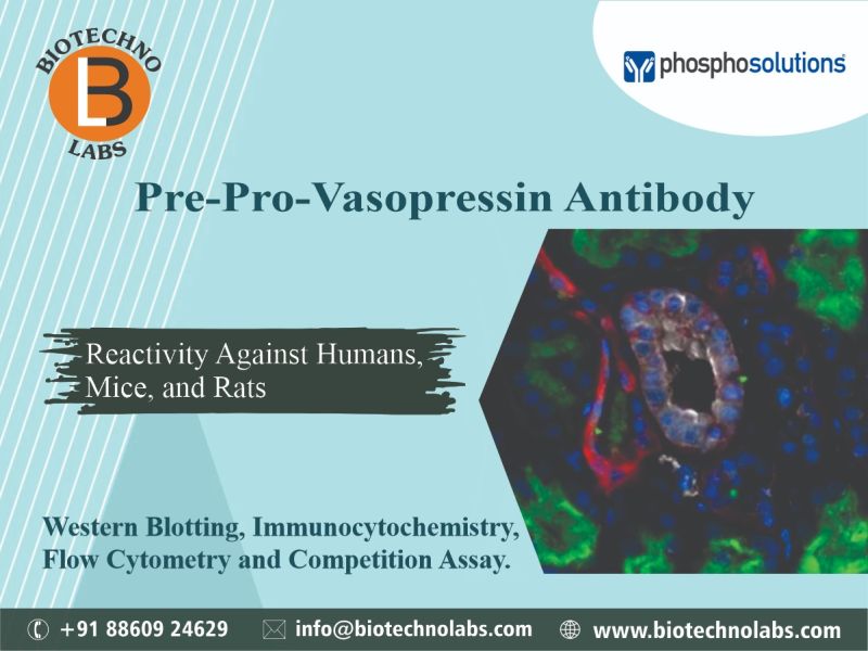 Pre-Pro-Vasopressin Antibody