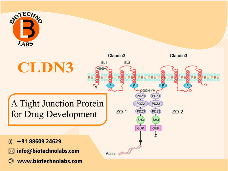 A Tight Juction Protein for Drug Development