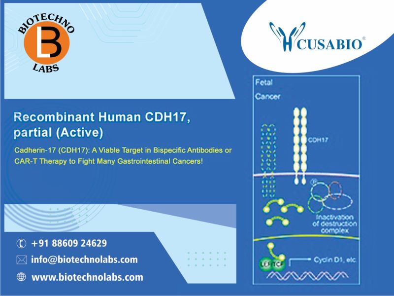 Recombinant Human CDH17, partial (Active)
