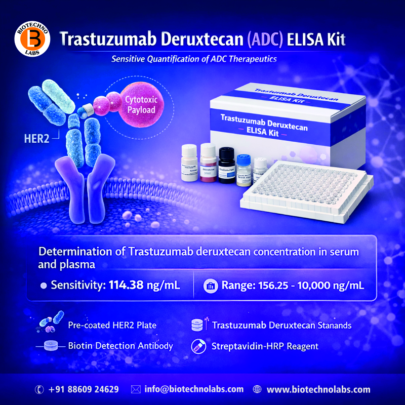 🔬 Trastuzumab Deruxtecan (ADC) ELISA Kit