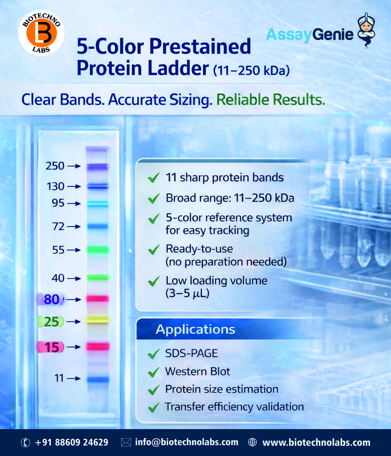 Ready-to-Use 5-Color Prestained Protein Ladder (11–250 kDa) | BTL Biotechno Labs Pvt Ltd