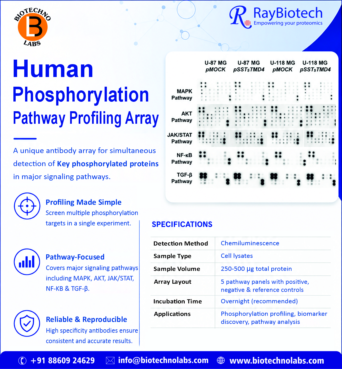 BTL Biotechno Labs Pvt. Ltd. Introduces RayBiotech Human Phosphorylation Pathway Profiling Array in India