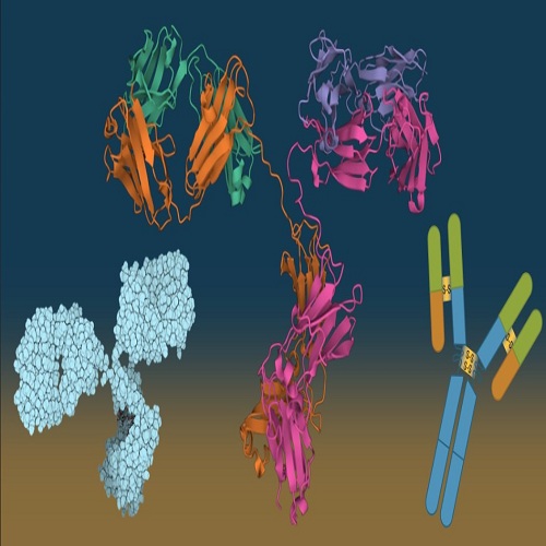 Antibody Services