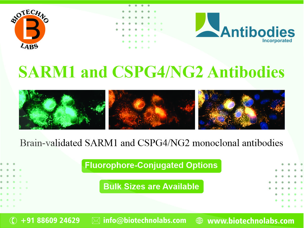 SARM1 and CSPG4/NG2 Antibodies