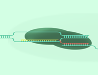 services1-biotecholabs